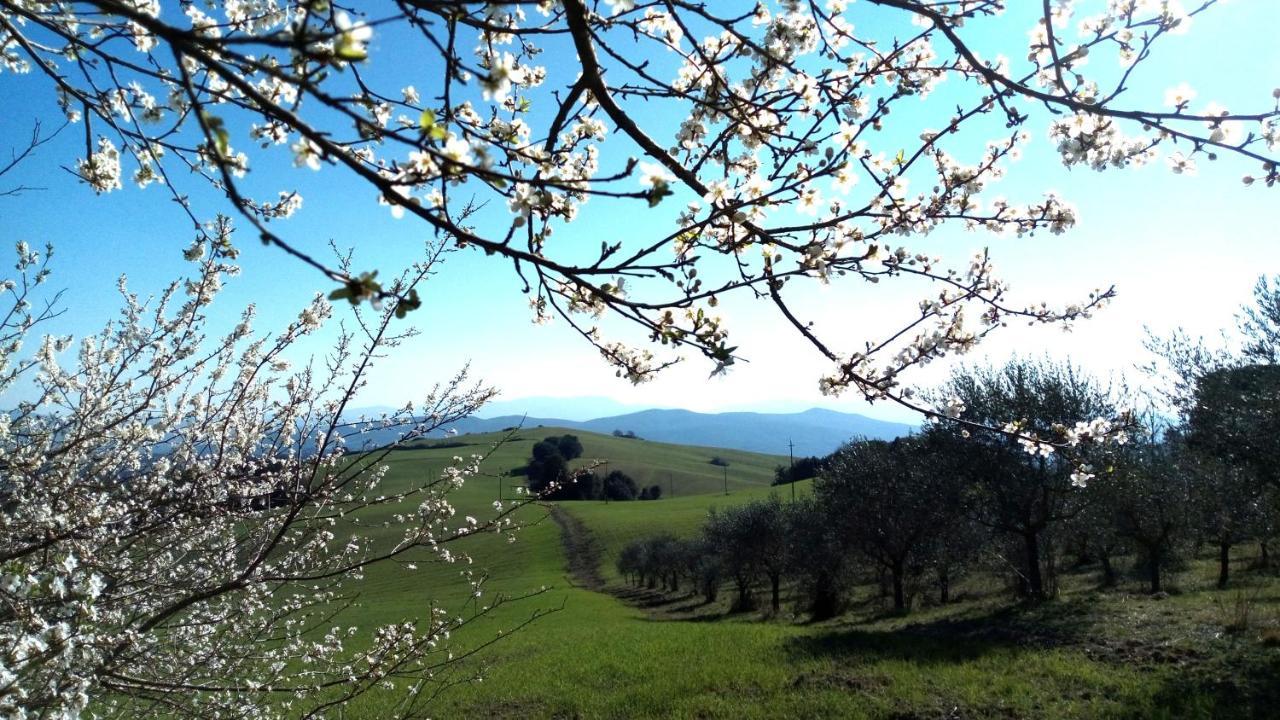 La Pecora Verde San Gimignano Ngoại thất bức ảnh